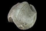 Pyrite Replaced Brachiopod (Paraspirifer) Fossil - Ohio #142141-1